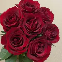 【云舍花卉】【传奇】单头玫瑰 全场鲜花任意满两单及以上包邮发货