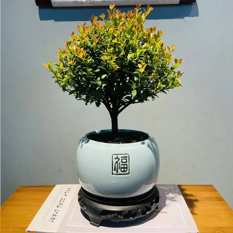 [基地直发]高端盆栽5年老桩小叶赤楠绿植开花植物花卉室内摆件商品图