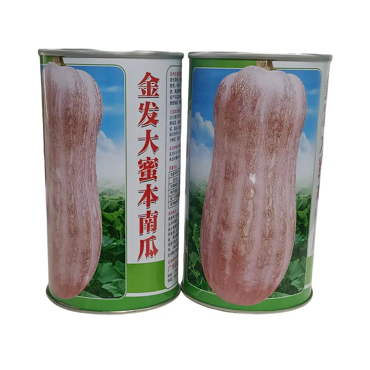 四季蔬菜全新升级大果型蜜本南瓜金发大蜜本红肉面甜粉甜高产耐存