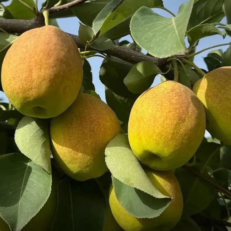 新疆库尔勒万丽精选梨礼盒