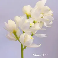 【白色蕙兰】白色大花蕙兰 气质若兰