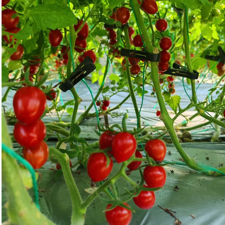 正宗釜山88小西红柿圣女果