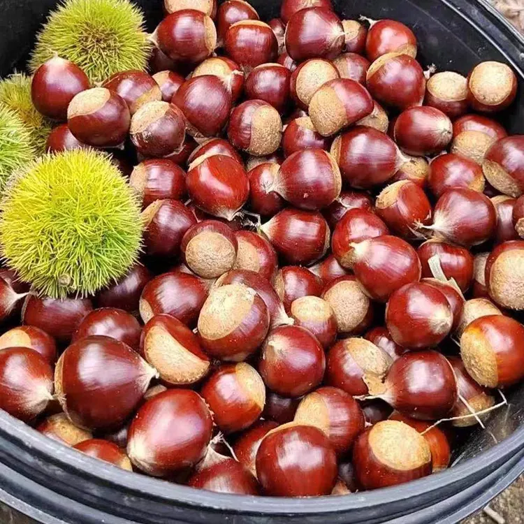 张晗板栗树果苗栗子树王中王南方种特大板栗树种植板栗苗树成活苗