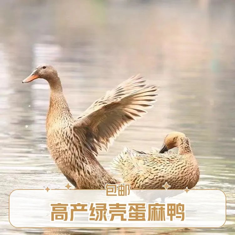 【绿壳蛋麻鸭】高产蛋麻鸭年产蛋320枚以上单只1.5斤以上包邮包损