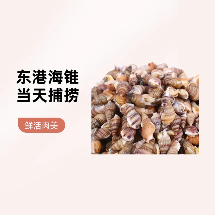 精品特大号海锥2斤保鲜保活