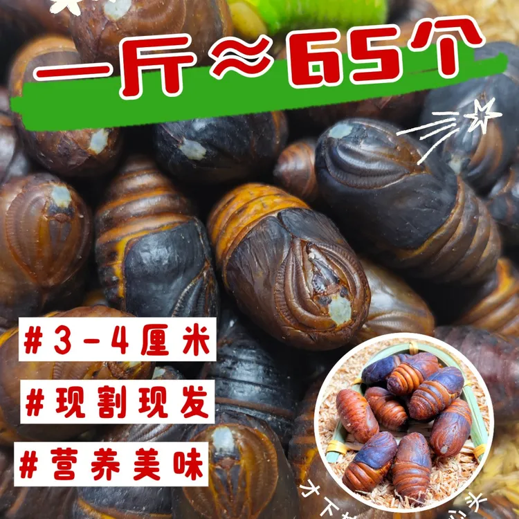 福利品活动价现割小二黄蚕蛹原产地直发东北