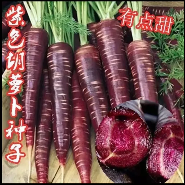 紫色胡萝卜种子紫玉人参胡萝卜种子特色紫胡萝卜种子四季蔬菜种子