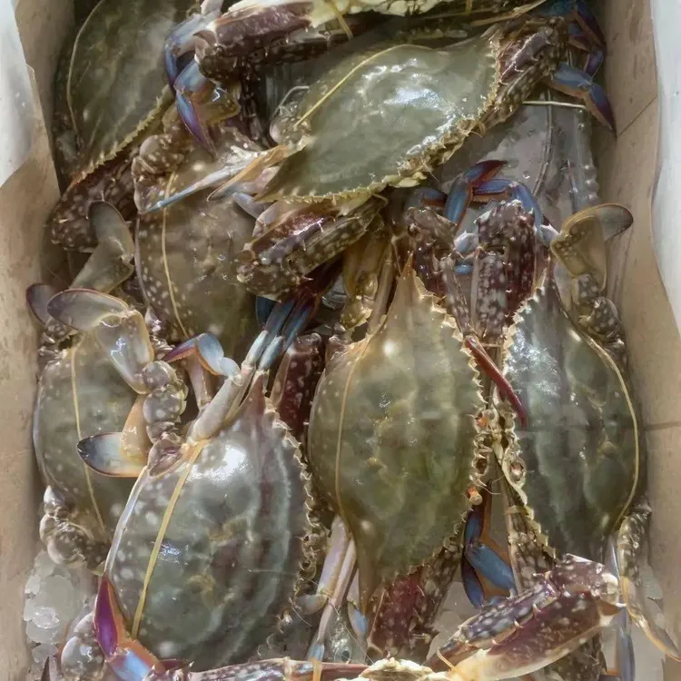 C【冻蟹】舟山一级梭子蟹公蟹液氮锁鲜 不可清蒸4-6两/只 3斤/4斤