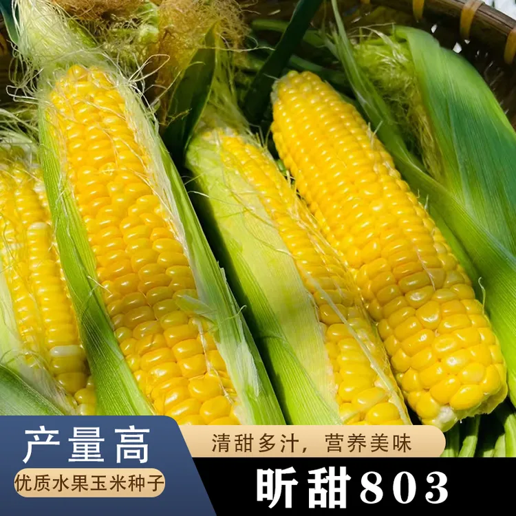 超甜水果玉米种孑特大高产甜玉米种子四季甜糯玉米种籽新品种耐旱