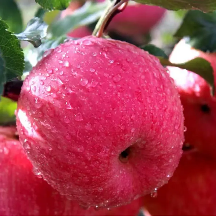 特大果 送人送礼 阿克苏冰糖心苹果脆甜多汁新鲜水果原产地直发