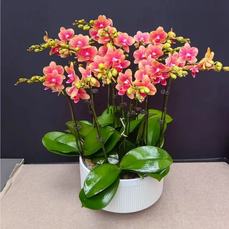 【金蝶带花组盆】2.8寸杯蝴蝶兰高端稀有年宵花室内绿植盆栽高端花