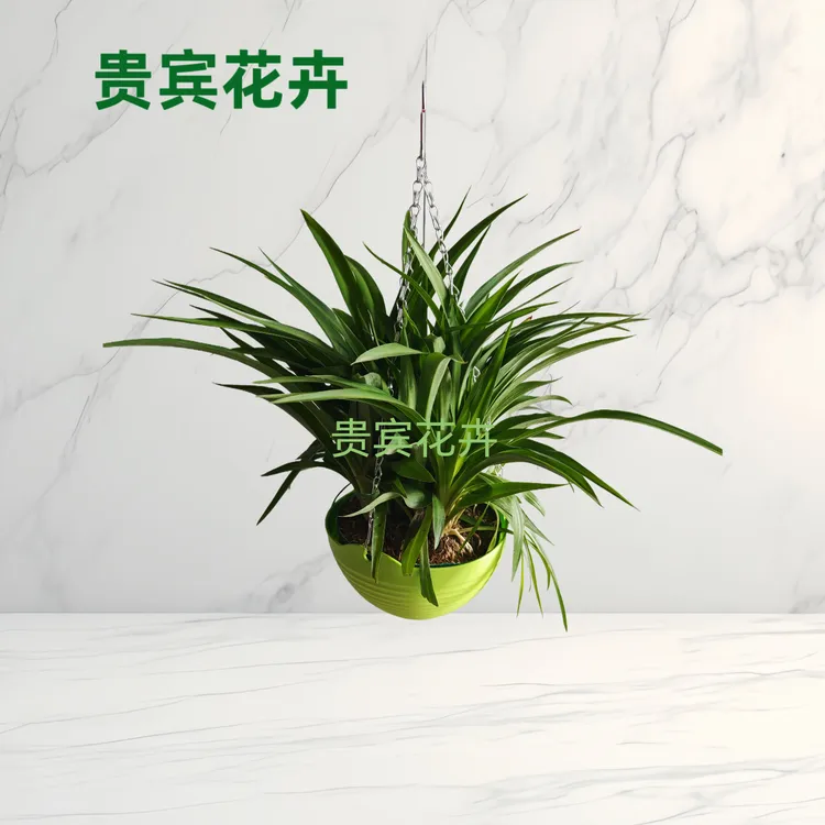 青叶吊兰盆栽室内花卉绿植好养可水培净化空气