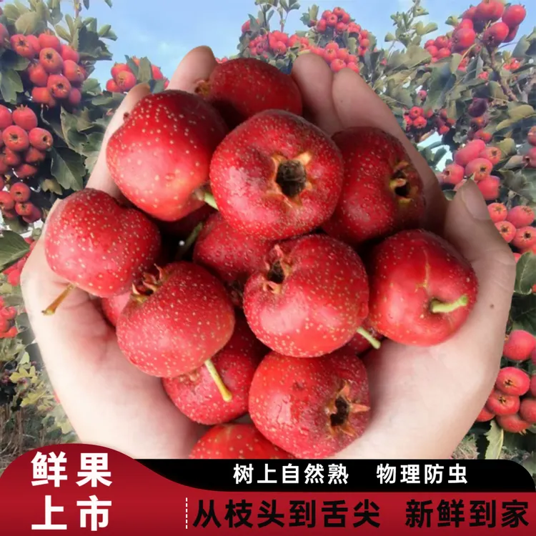 【当季山楂】新鲜水果冰糖葫芦专用雪球歪把红大五棱产地直发鲜山楂