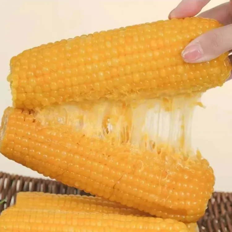 试吃2根东北头茬大棒黄糯玉米10支5.5斤