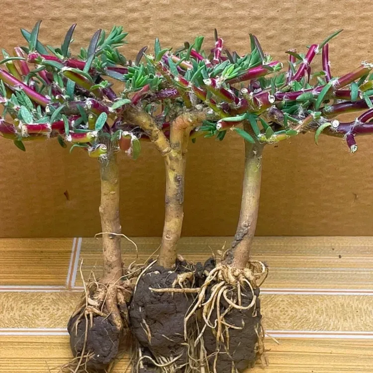 【太阳花老桩】紫色牡丹玫红王多年生老桩带根可以越冬耐热好养花卉