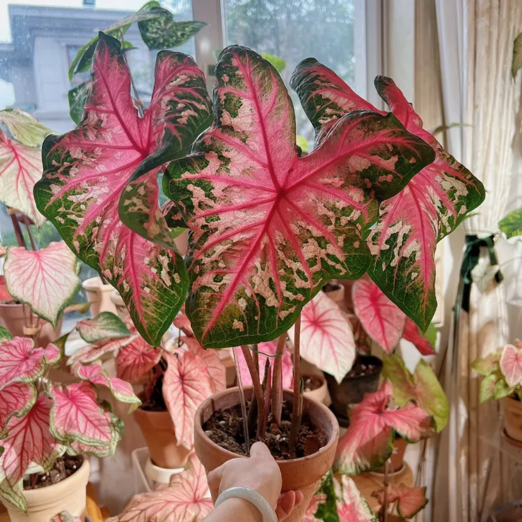 花自开彩叶芋种球安妮芭蕾舞鞋红酒飞溅观叶植物室内绿植