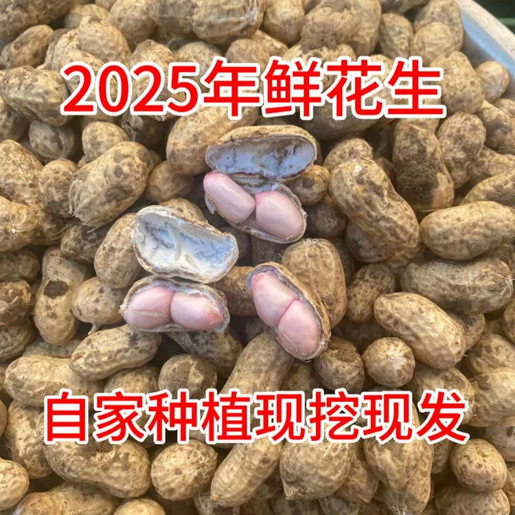 新鲜带壳湿花生现挖现发可水煮生吃农家自种粉皮花生
