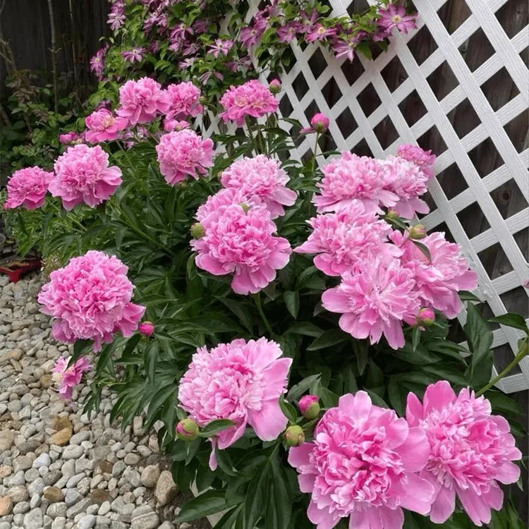 混色芍药花种子浓香耐寒易活带芽多年生四季开花阳台庭院观花盆栽