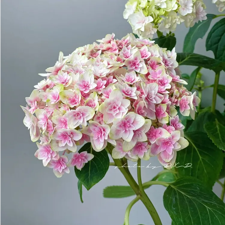 花彩正版日本加茂绣球花新品龙宫露娜响声花手鞠阳台盆栽花园地栽