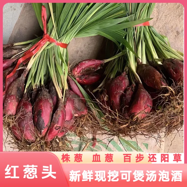 云南新鲜现挖红葱头血葱头小红葱珠葱小红蒜红根水仙百步还阳草葱