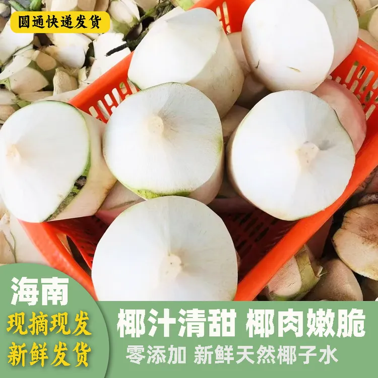 正宗海南椰子现摘现发口感原汁原味清甜解渴椰肉厚实