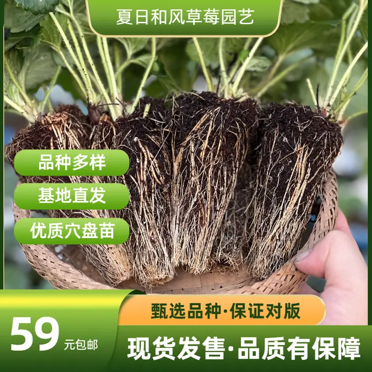 夏日和风草莓现发货草莓种植优质精品穴盘家庭草莓园艺实拍