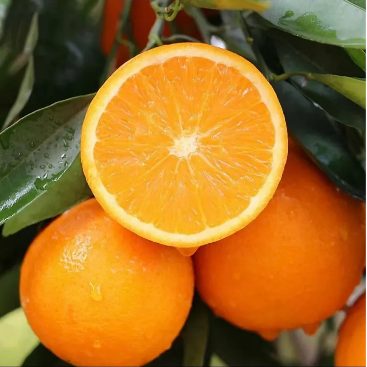 湘西冰糖橙皮薄肉嫩多汁现摘