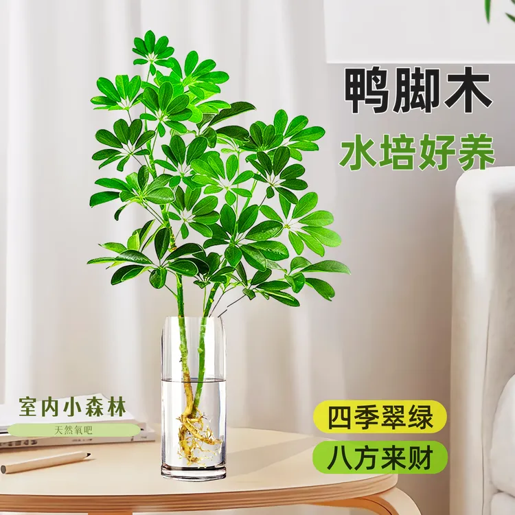 水培喜阴植物鸭脚木网红植物七叶莲大颗室内电视柜绿植茶室水养