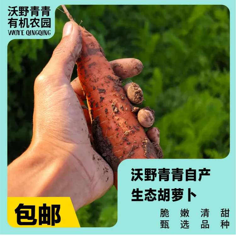 沃野青青生态胡萝卜 顺丰包邮 有机方式种植 脆甜可口 味道浓郁 
