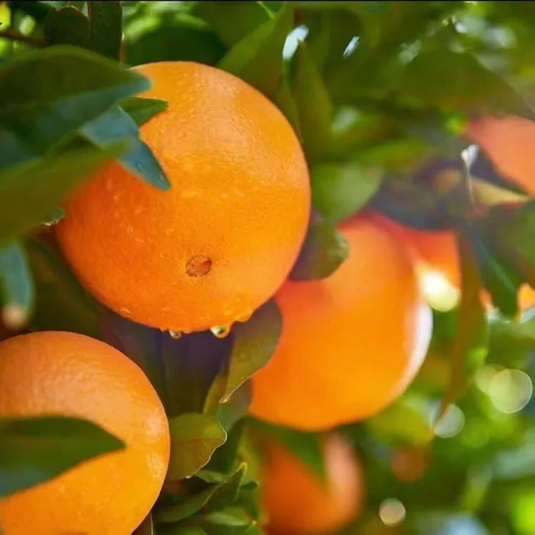 正宗赣南脐橙新鲜水果现摘现发橙子产地直发