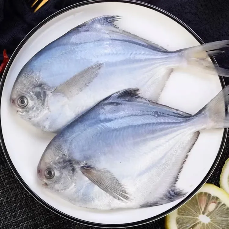 新鲜海捕小银鲳鱼4斤装