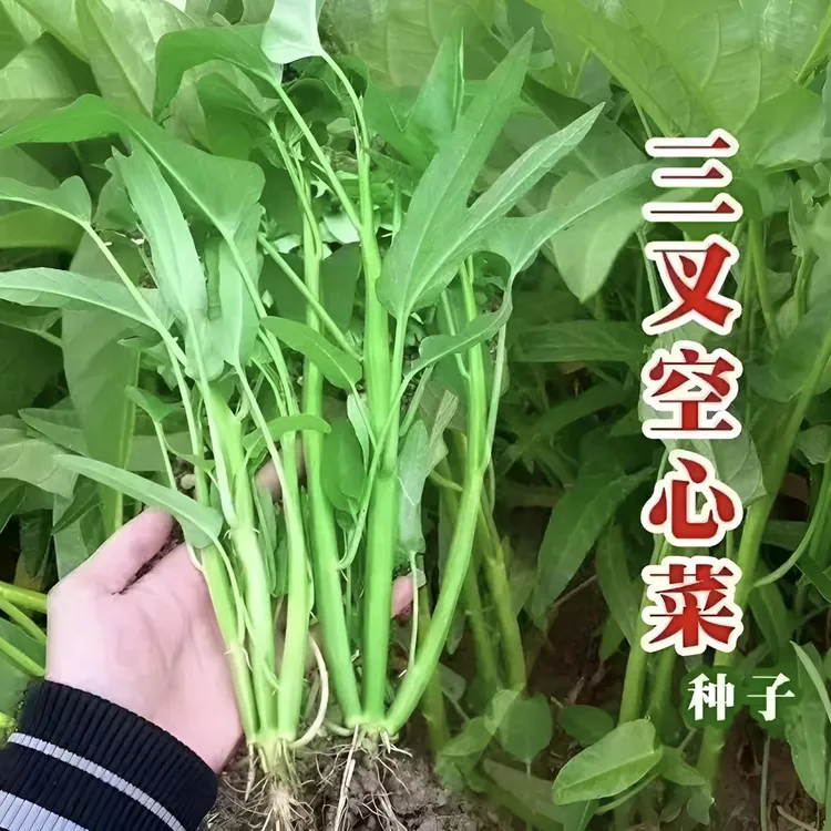 【三叉空心菜种子】空心菜种籽柳叶通心菜种籽农家菜园蔬菜种子