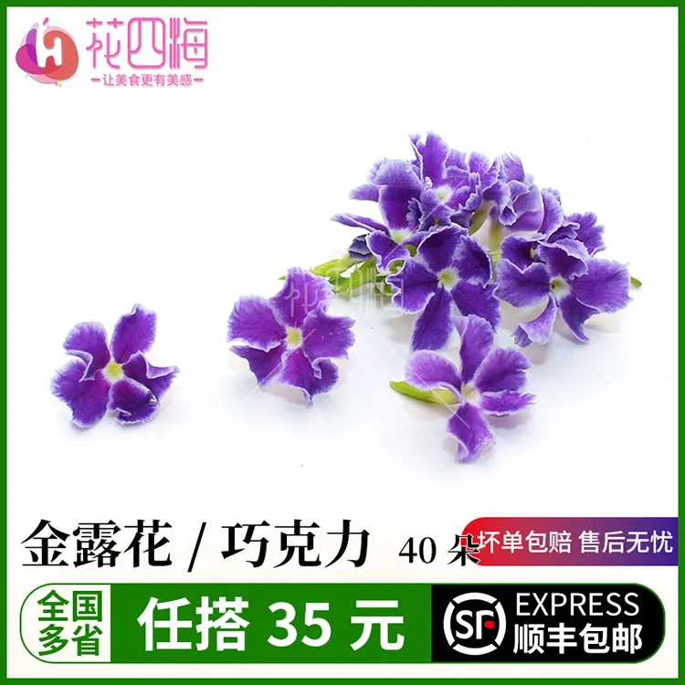 新鲜 巧克力花 蕾丝金露 日料西餐酒店西餐摆盘烘焙装饰点缀花5g