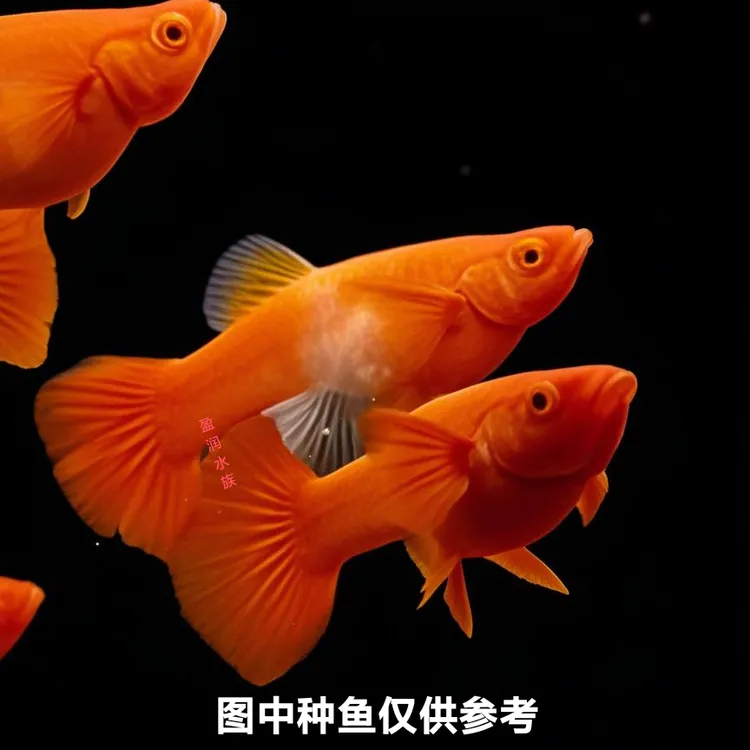 鸿运当头孔雀鱼好养好活健康活跃热带小型观赏鱼