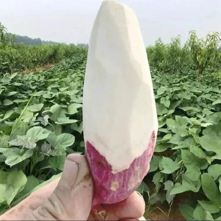 25年新鲜现挖老品种白心红薯，烤地瓜红皮白心番薯干面粉糯，5/9斤