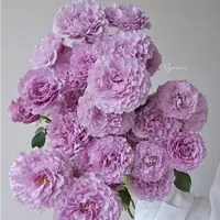 【蜻蜓】多头泡泡玫瑰 室内水养鲜切花 云南昆明基地直发