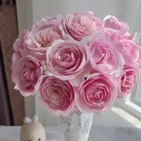 黑哥的植物奥利维亚抗病性好养强耐热耐晒月季多季节重复开花