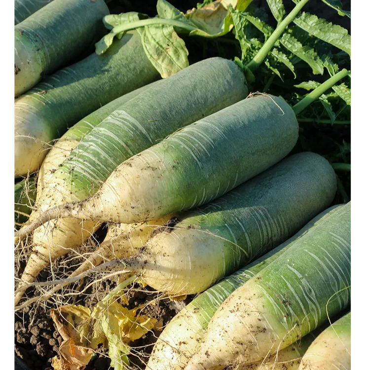 潍坊水果萝卜现挖水果萝卜4.5斤产地直发