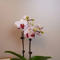 朝暮里蝴蝶兰（貂蝉3.0)带花带花苞室内高档花