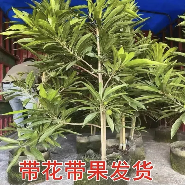 蛋黄果树苗大果耀堂仙桃嫁接树苗鸡蛋果苗四季品种水果盆栽和地栽