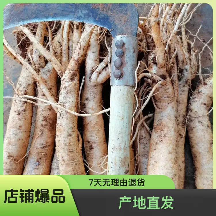 党参（新鲜特大条煲汤泡酒优选产地直发）