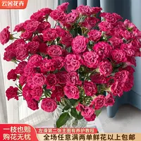 【云舍花卉】【星海湾】多头玫瑰10支全场任意两单及以上鲜花包邮发货