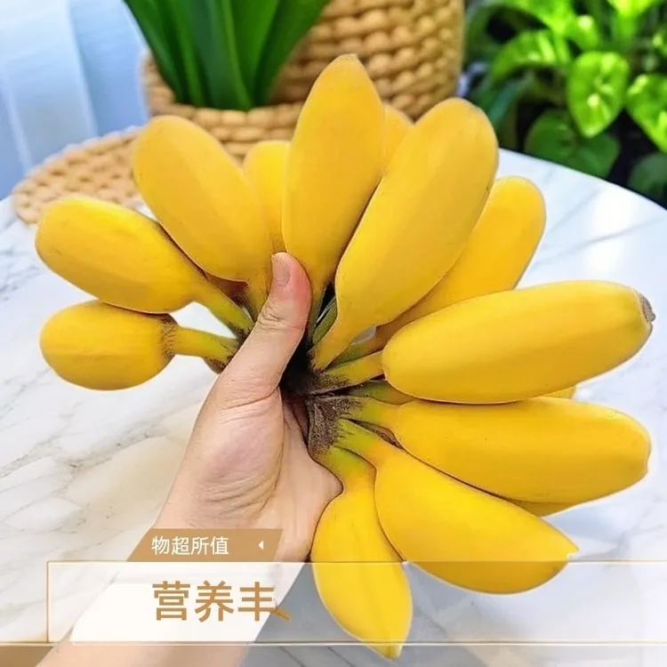 【现摘青果】特级正宗苹果蕉当季糯香甜薄皮新鲜孕妇很甜特大果粉蕉