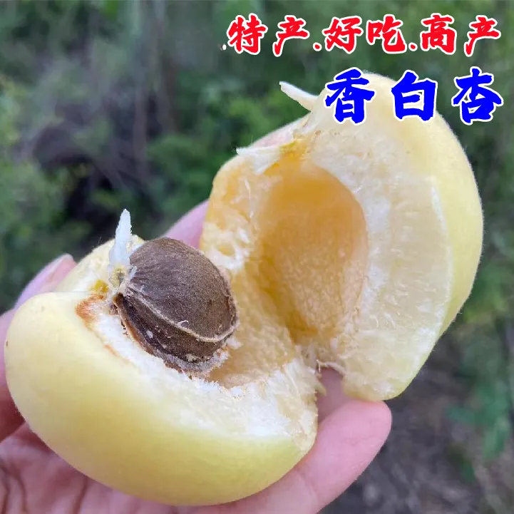河北香白杏树苗嫁接银白杏果苗大果甜白杏苗盆栽杏子树南北方种植