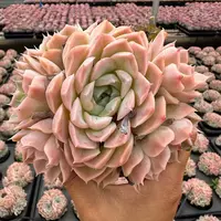 10#牛奶糖多肉植物   前男友精品多肉SM156