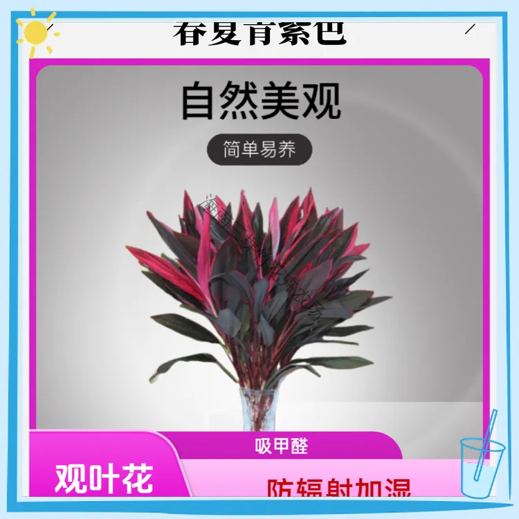 星花怒放鸿运竹客厅甲醛观叶花植物水培植物水培花卉室内水养