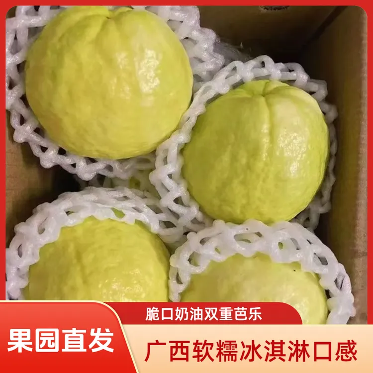 【自家果园】广西当季白心奶油芭乐软糯香甜多汁新鲜水果产地直发