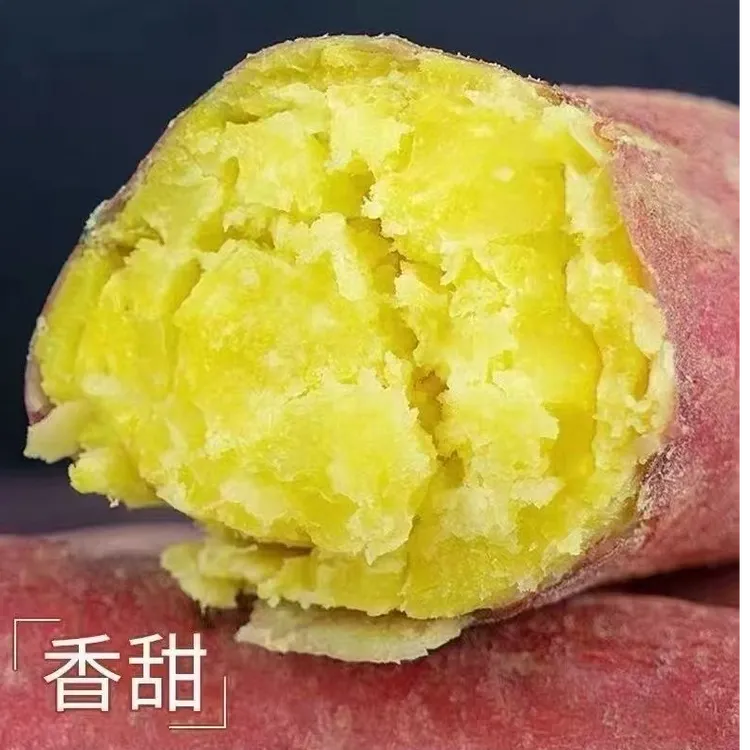 高州古丁黄沙高山板栗红薯新鲜现挖粉糯香甜无筋无丝粗粮