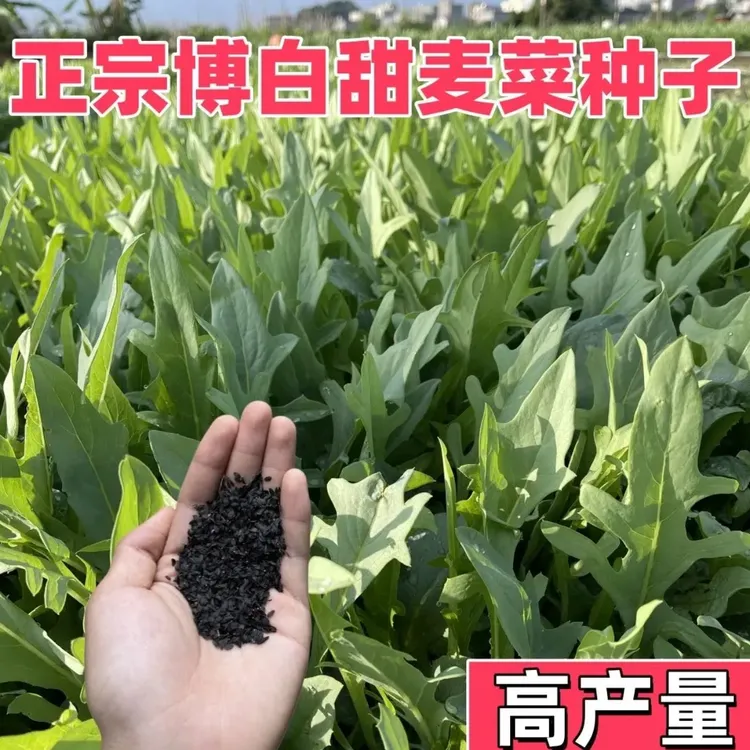 【正宗博白甜麦菜种子】甜麦菜苦麦菜四季青菜家庭庭院蔬菜种子