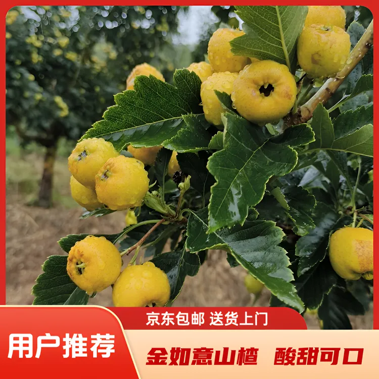 （京东快递包邮）沂蒙山稀奇水果黄色山楂新鲜金如意山楂网红甜山楂